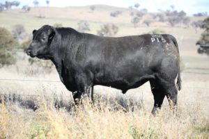 Reference Sires at Dingo Bend Angus Cattle