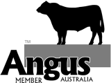 Angus Member Australia