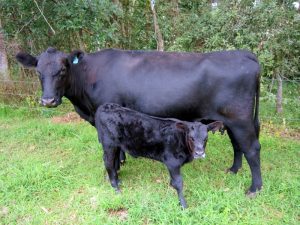 Angus Cattle - Our Philosophy